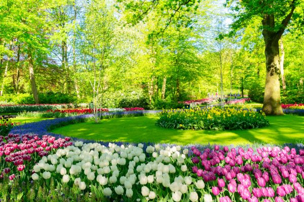 Spring Lawn Care in North Augusta