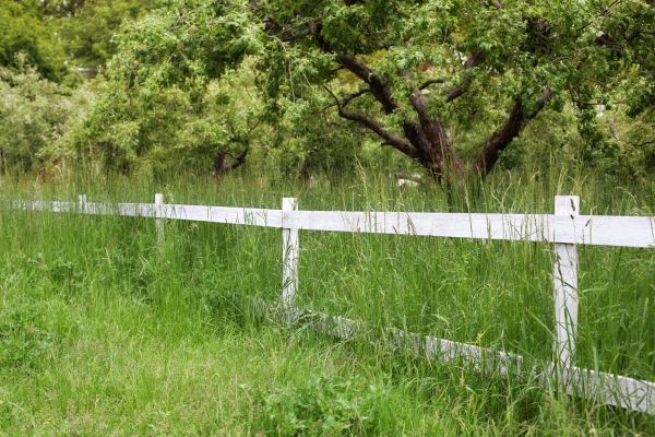 Cost of Fence Line Trimming in North Augusta