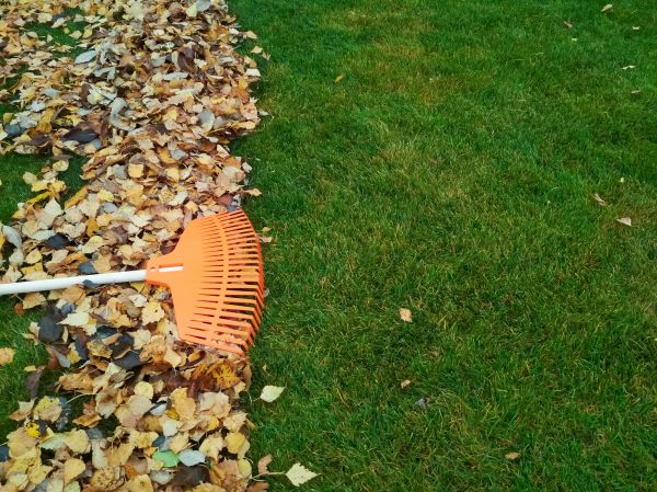 Fall Lawn Care in North Augusta